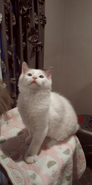 Blue bicolor kittens