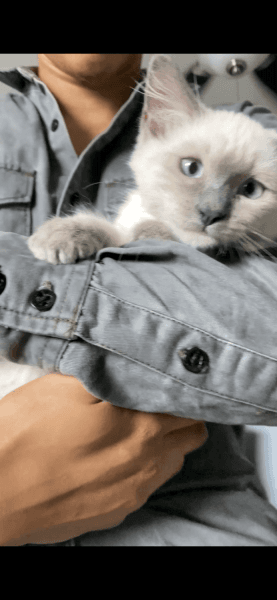 RAGDOLL KITTEN CHOC/LILAC GIRL