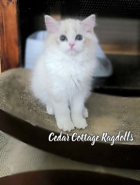 Purebred Ragdoll kittens