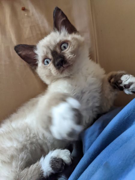 Ragdoll kittens