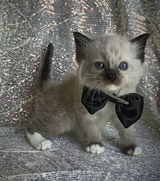 TICA registered Ragdoll 9 weeks