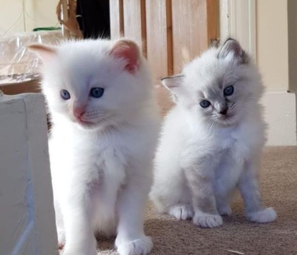 Male and Female Ragdoll Kittens
