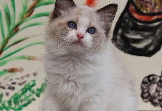 Adorable Ragdoll kittens