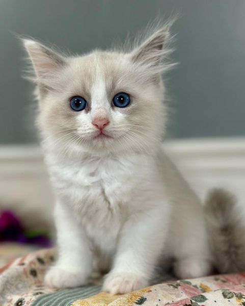 Healthy Ragdoll Kittens