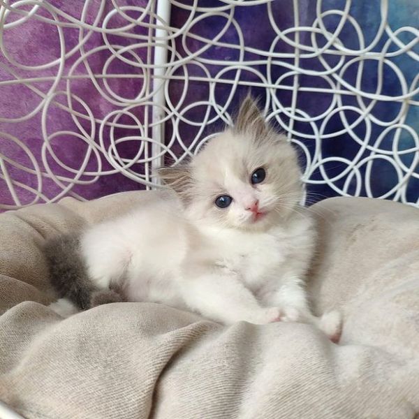 Pure Breed Ragdoll Kitten