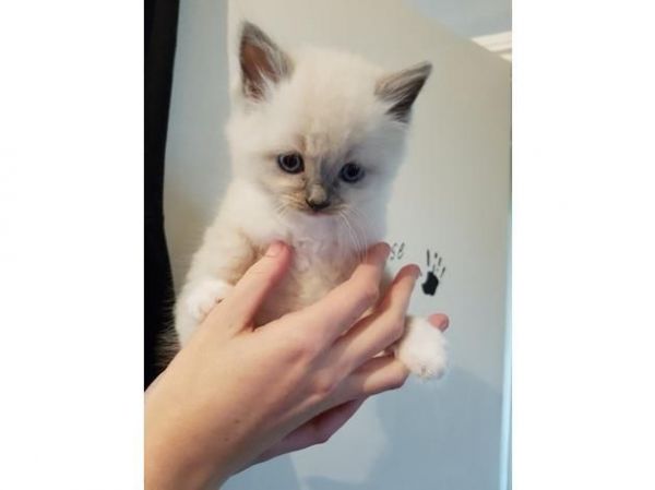 Gorgeous ragdoll kittens ready now