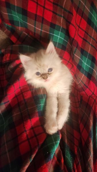 Ragamese Floofball Needs Home for Christmas