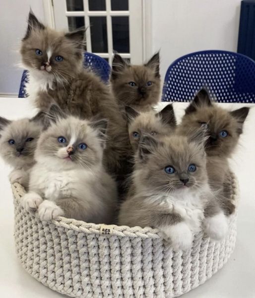 Cute ragdolls