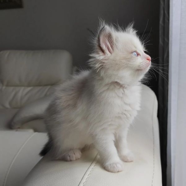 Ragdoll kittens near me