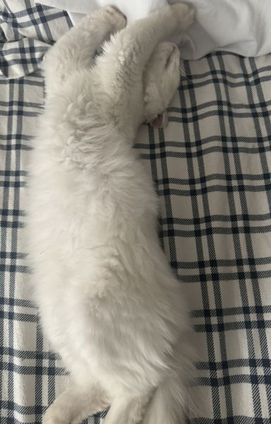 Flame point ragdoll