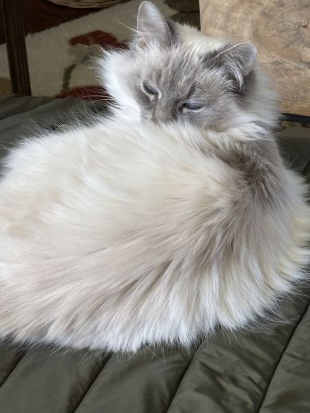 Chocolate Lynx Ragdoll