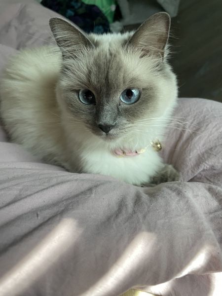 Ragdoll Cat