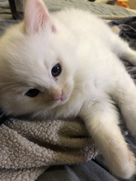 Male flame point purebred Ragdoll