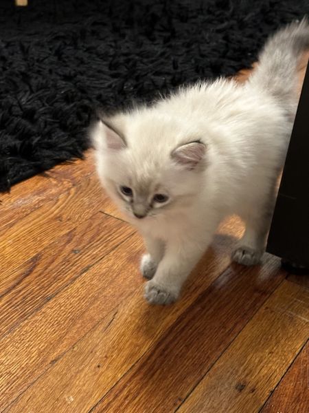 Ragdoll kitten
