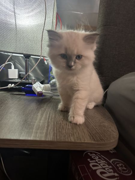 Ragdoll Kittens for sale