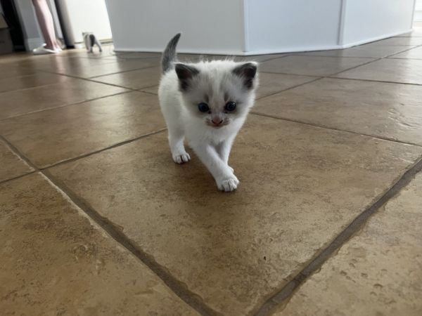 Ragdolll kittens