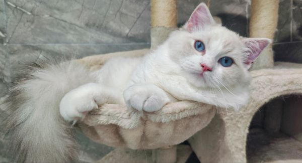 ragdoll kitty available now