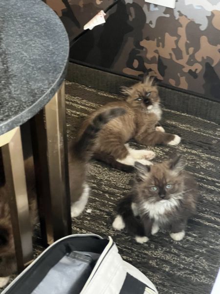 Ragdoll kitten (seal point mint mitted)