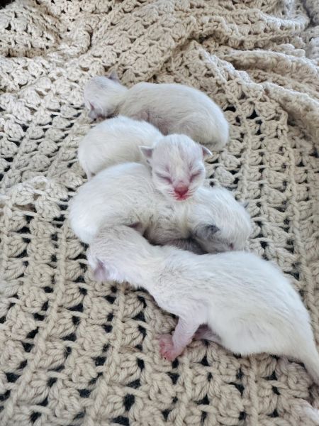 Ragdoll kittens