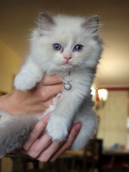 Ragdoll Kitten