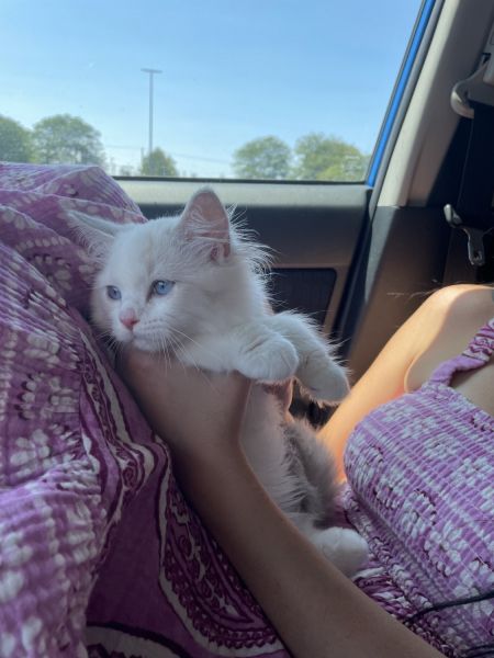 3mont Male Purebred Ragdoll
