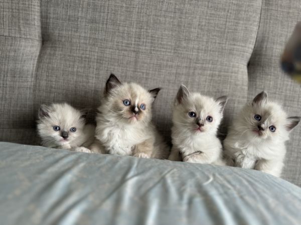 Ragdoll Kitten