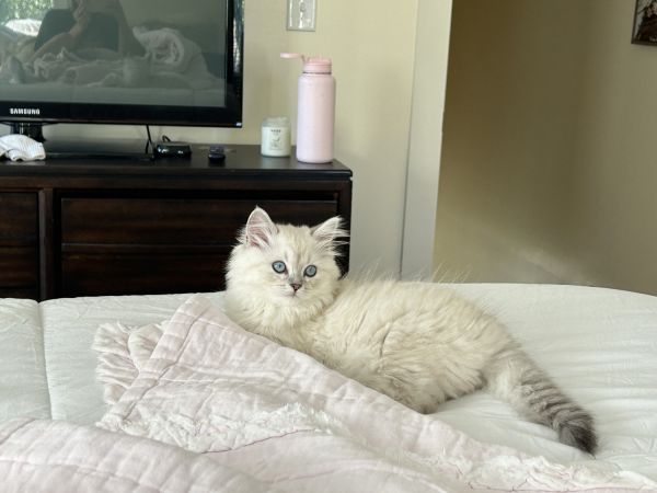 Beautiful 12 week old White Ragdoll Kitten – Fairy