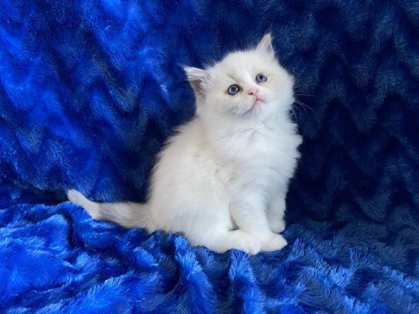 Ragdoll Kittens TICA Dad is WCF champion $1000