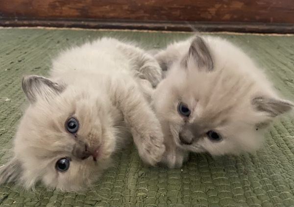 Ragdoll Kittens