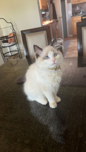 Sweetest most lovable ragdoll