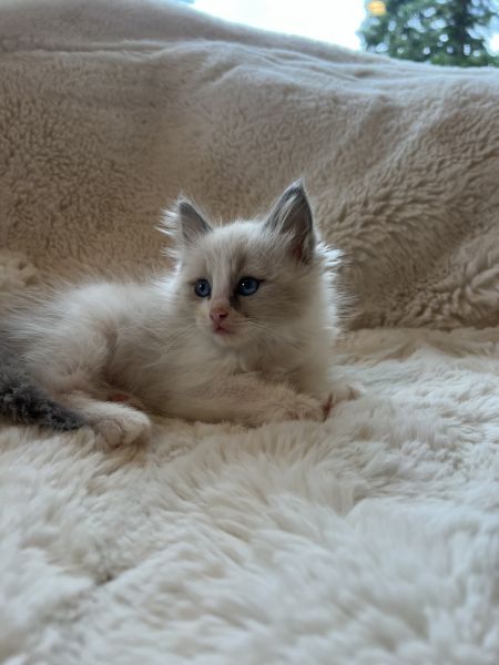 Ragdoll kittens