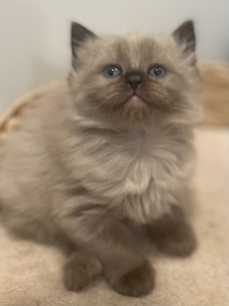 Ragdoll kittens for sale