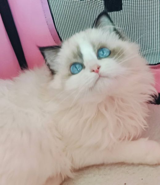 beautiful ragdoll is ready for new home