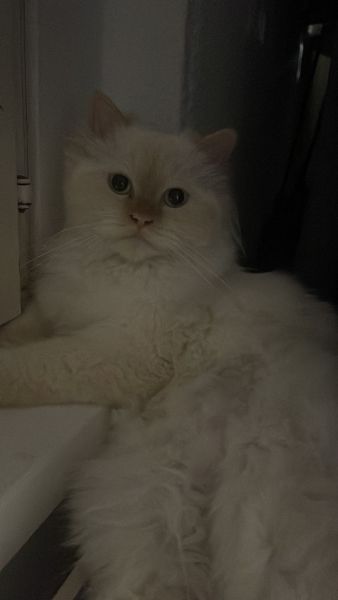 Wunderschöne Ragdoll Katze