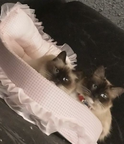 Ragdolls male looking for