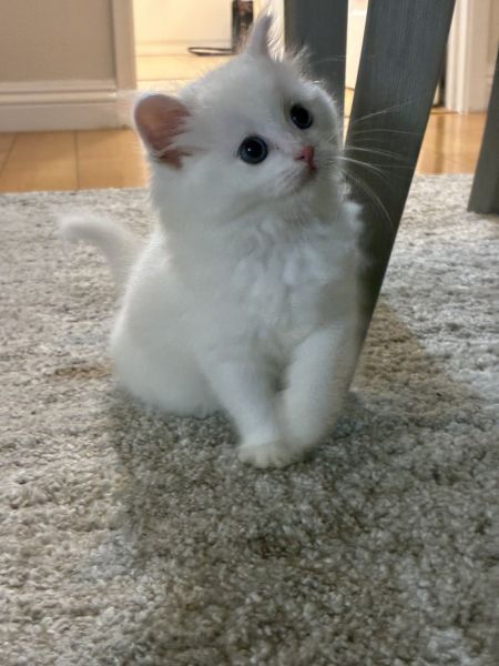 Ragdoll kitten