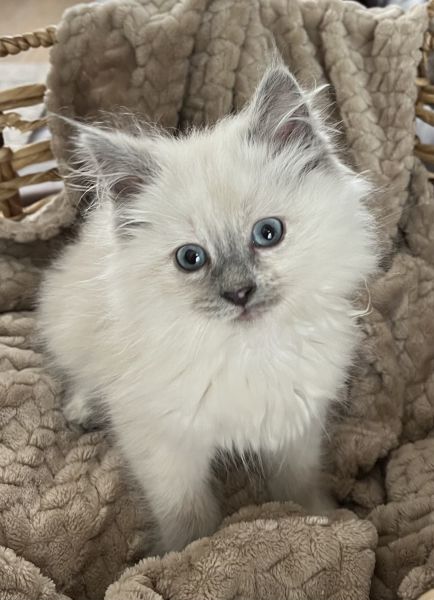 Gorgeous Ragdoll kittens