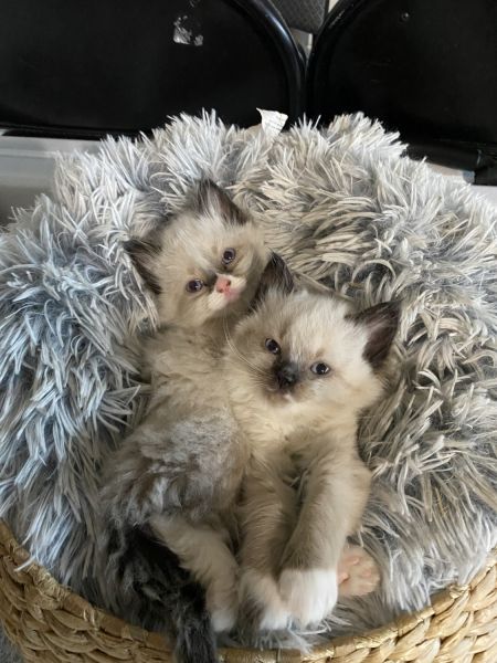 purebred rag doll kittens