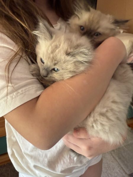 Ragdoll Kittens