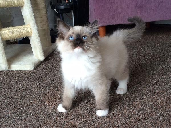 Gccf Registered Ragdoll Kittens