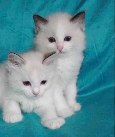 Ragdoll Kittens for sale
