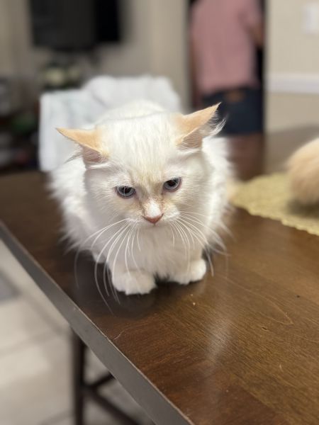 Flame point ragdoll kittens