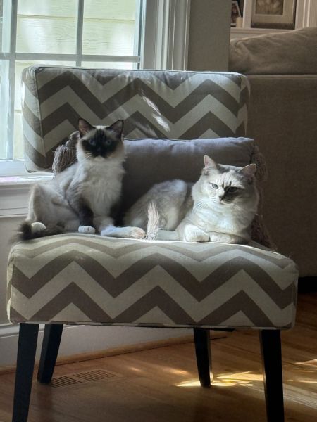 Beautiful purebred, ragdoll male