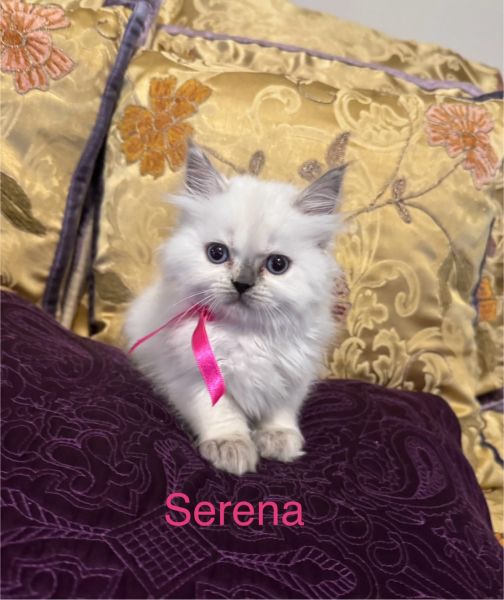 RAGDOLL PERSIAN KITTENS