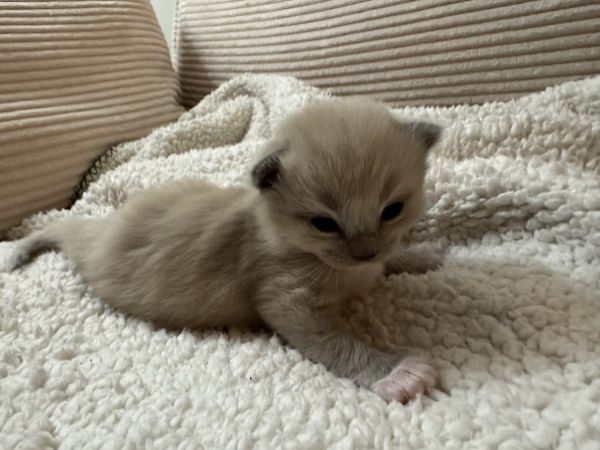 Ragdoll kittens available ❤️