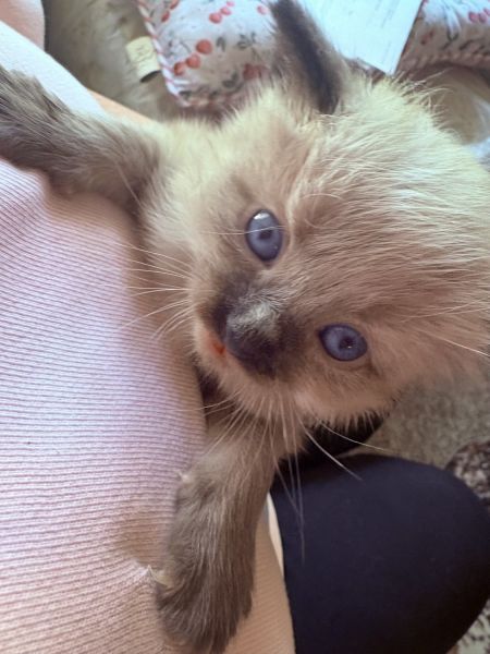 Gorgeous Ragdoll kittens!! ????