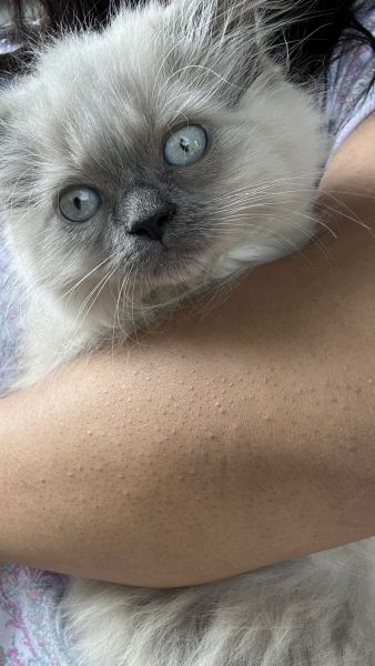 Chocolate ragdoll kitten