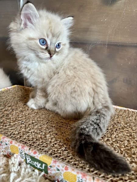 Male Ragdoll