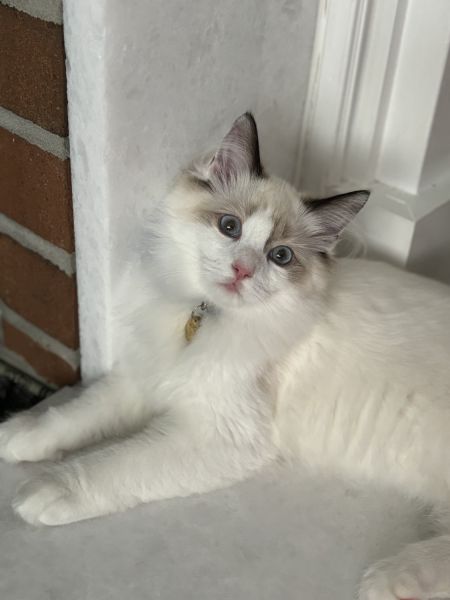 1 year 7 mouths year old RAGDOLL