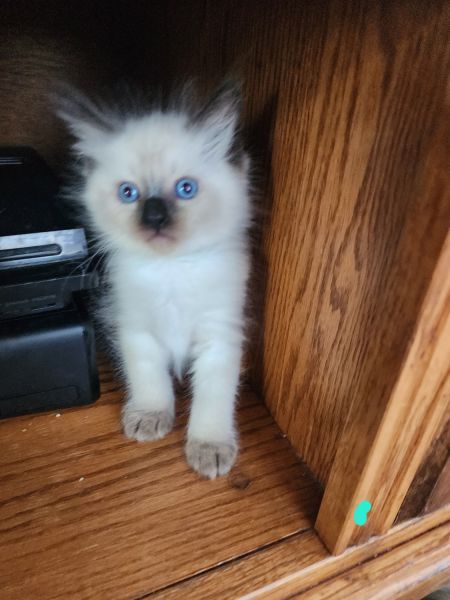 Ragdoll Seal Pointed Male